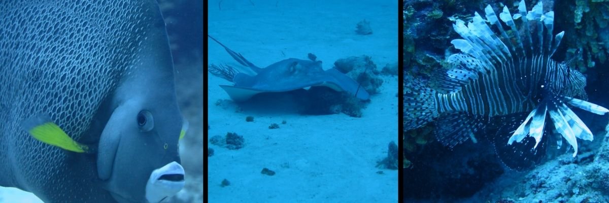 SUMERGETE AL MUNDO MARINO